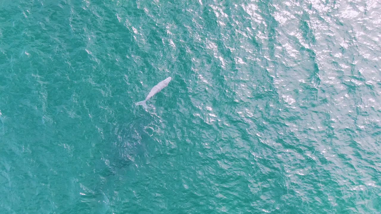 Whale swimming below rippled blue-green water