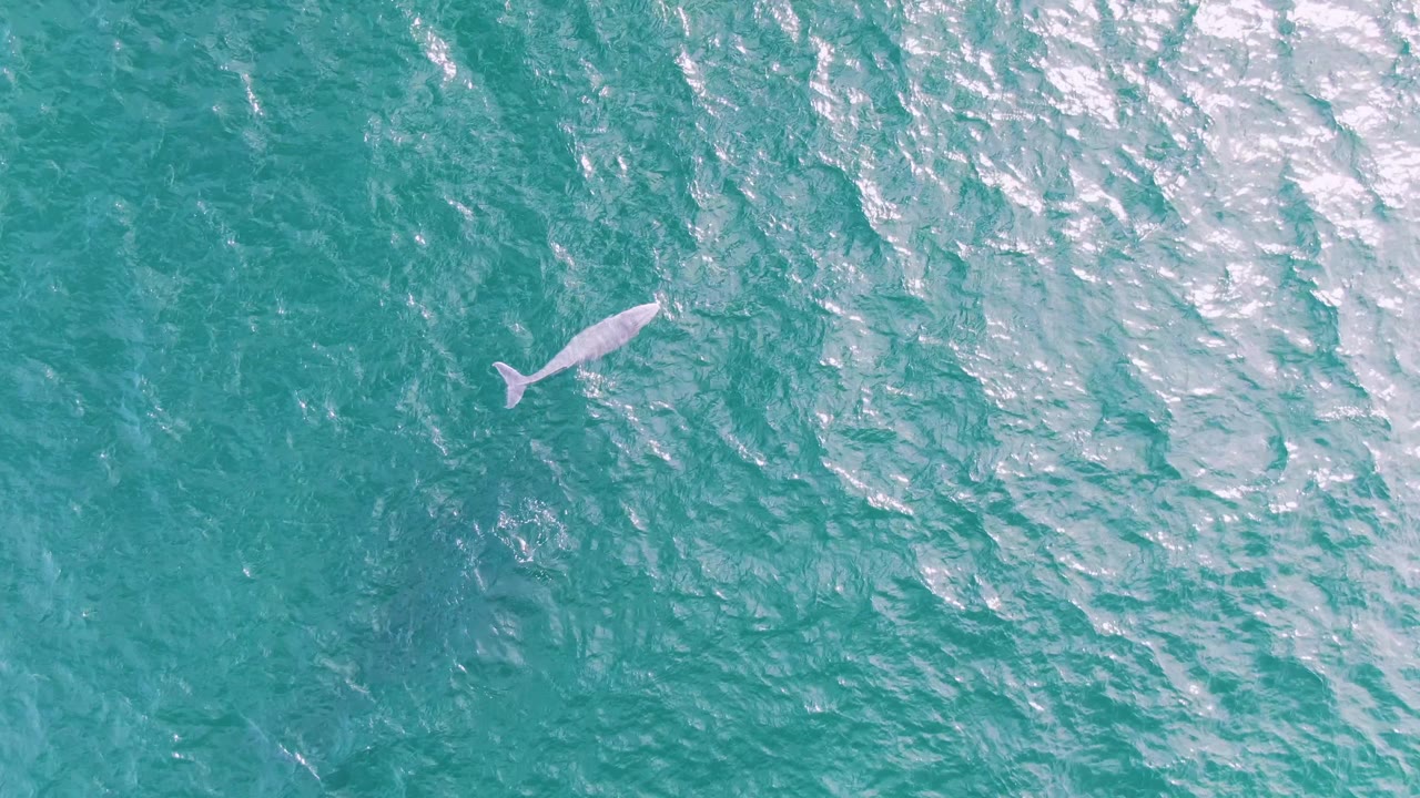 The whale appears just below the surface in turquoise water at Shipwrecks, Baja California Sur, with a slightly clearer body outline and no visible people.