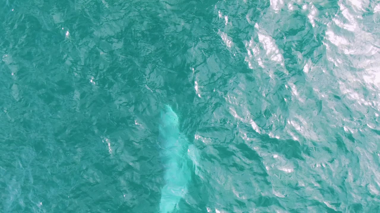Overhead Shipwrecks frame showing a brighter dolphin-shaped form closer to the surface amid teal ripples and white highlights, with no visible people.
