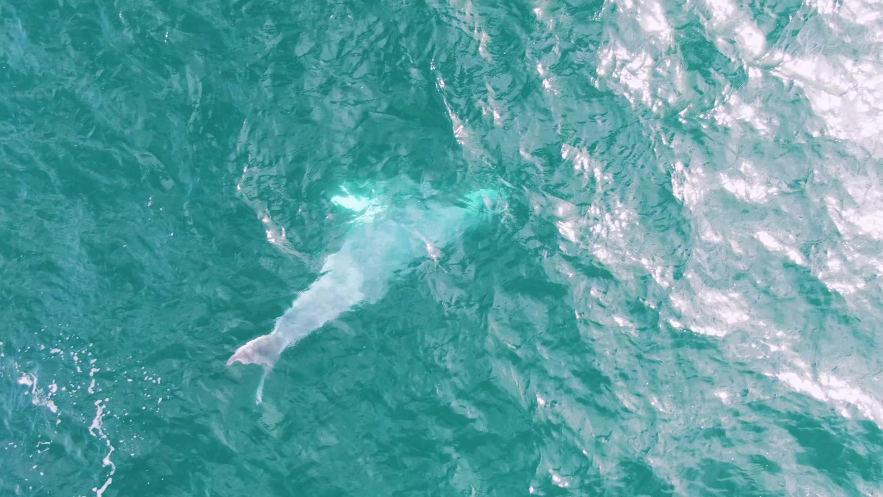 Whale shape under turquoise ocean water with surface ripples.
