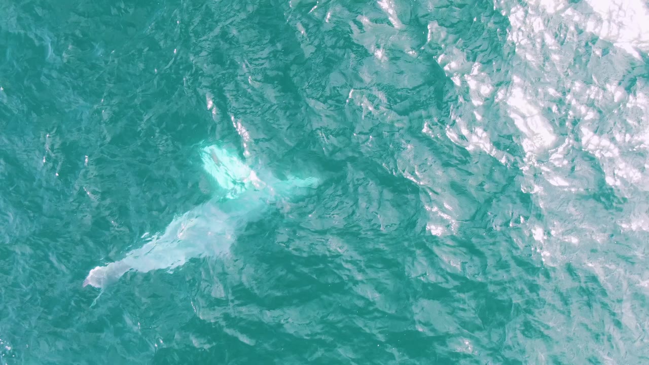 Aerial frame from Shipwrecks, Baja California Sur, Mexico, with the whale's pale body and tail area visible under rippled turquoise water, no visible people.