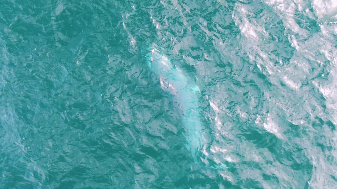 Turquoise ocean surface with a pale marine animal trail near the center.