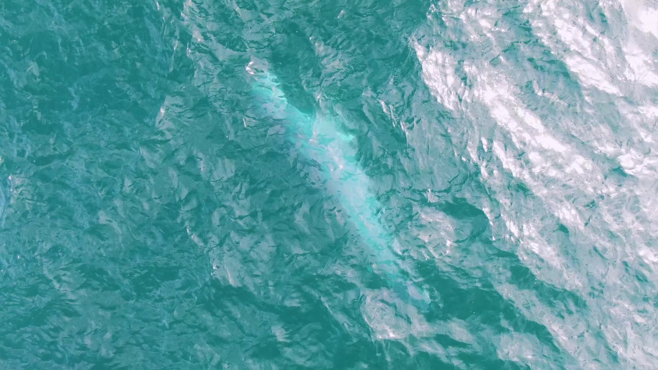 Overhead frame from Shipwrecks, Baja California Sur, Mexico, with the pale marine animal trace set against darker teal water and small white ripple highlights, no visible people.