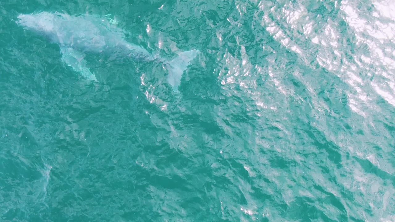 A pale white whale shape is partly visible near the upper left of turquoise ocean water at Shipwrecks, Baja California Sur, Mexico, with no visible people.