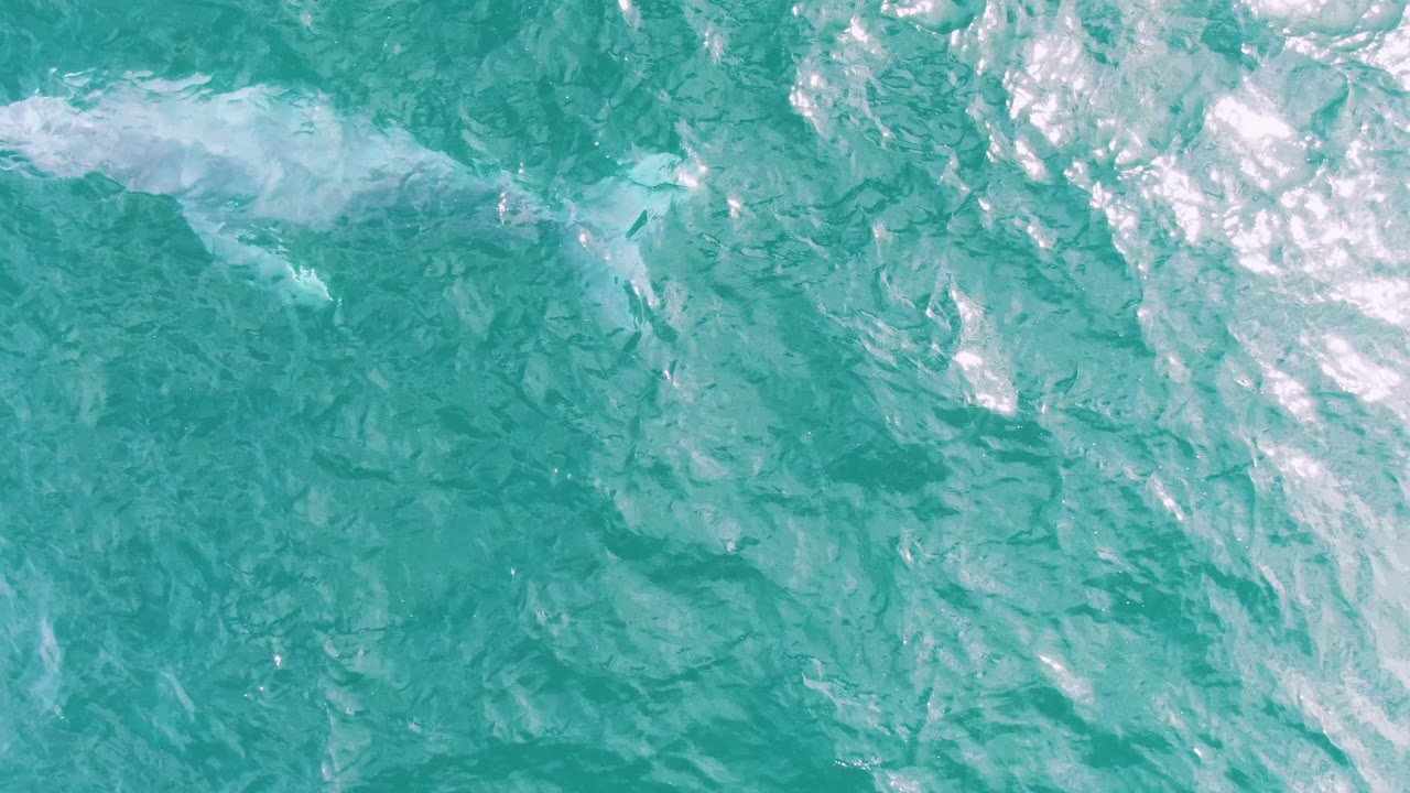 The white whale remains near the upper left edge under clear turquoise water at Shipwrecks, Baja California Sur, Mexico, with bright ripples across the frame and no visible people.