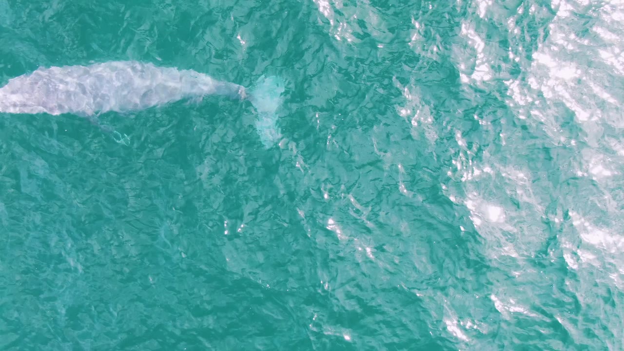 A white whale passes across the upper portion of the overhead frame in turquoise ocean at Shipwrecks, Baja California Sur, Mexico, with textured water and no visible people.