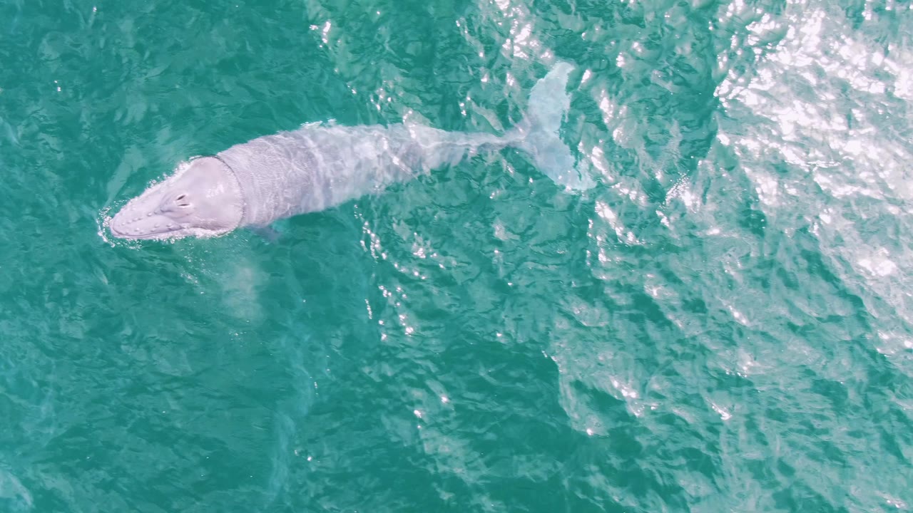 The white whale is clearly visible near the left side of the overhead frame at Shipwrecks, Baja California Sur, Mexico, with a pale back, head shape, turquoise water, and no visible people.