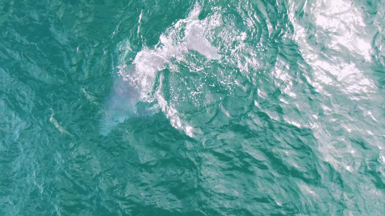 At Shipwrecks, Baja California Sur, Mexico, a whale is faintly visible below turquoise surface ripples and bright white foam, with no visible people.