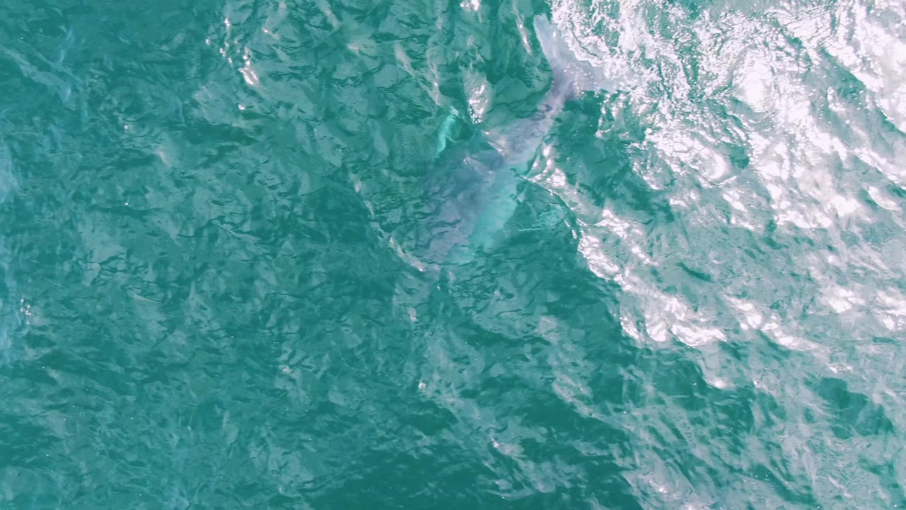 At Shipwrecks, Baja California Sur, Mexico, a dark whale shape is partly visible under rippled turquoise water while white foam gathers along the right side, with no visible people.