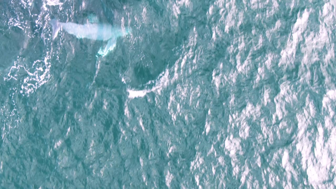 Overhead view at Shipwrecks, East Cape, Baja California Sur, with rippled turquoise water and a faint pale whale shape near the upper left, no visible people.
