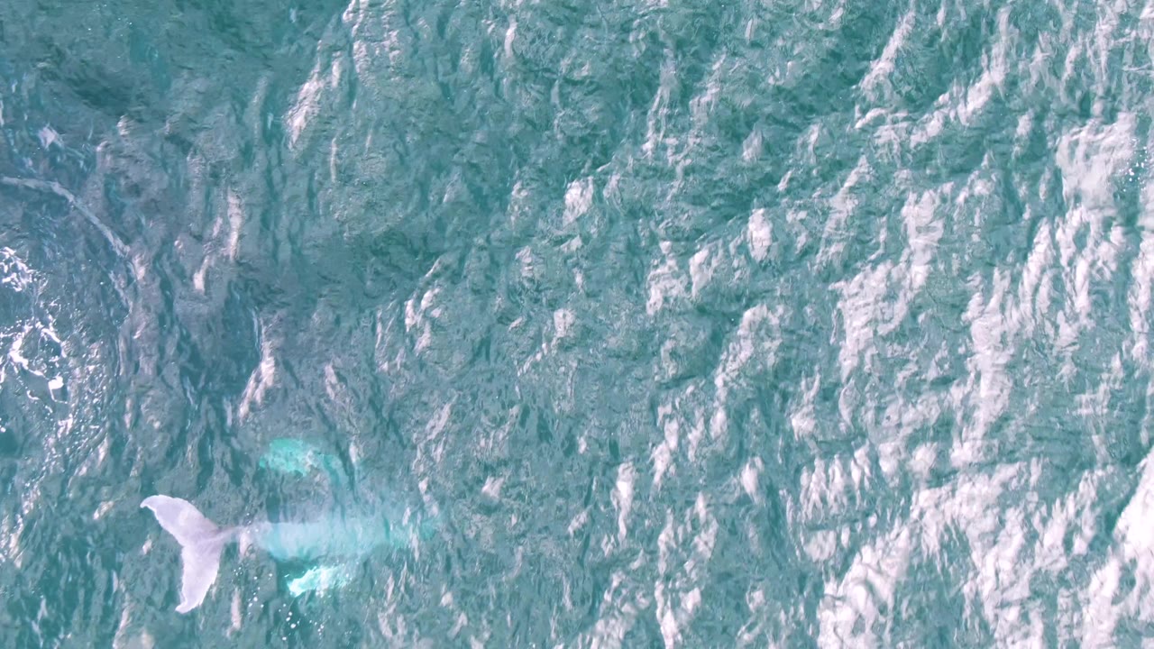 Overhead view at Shipwrecks, East Cape, Baja California Sur, with a pale whale fluke visible on the right side amid turquoise water and white surface streaks, no visible people.