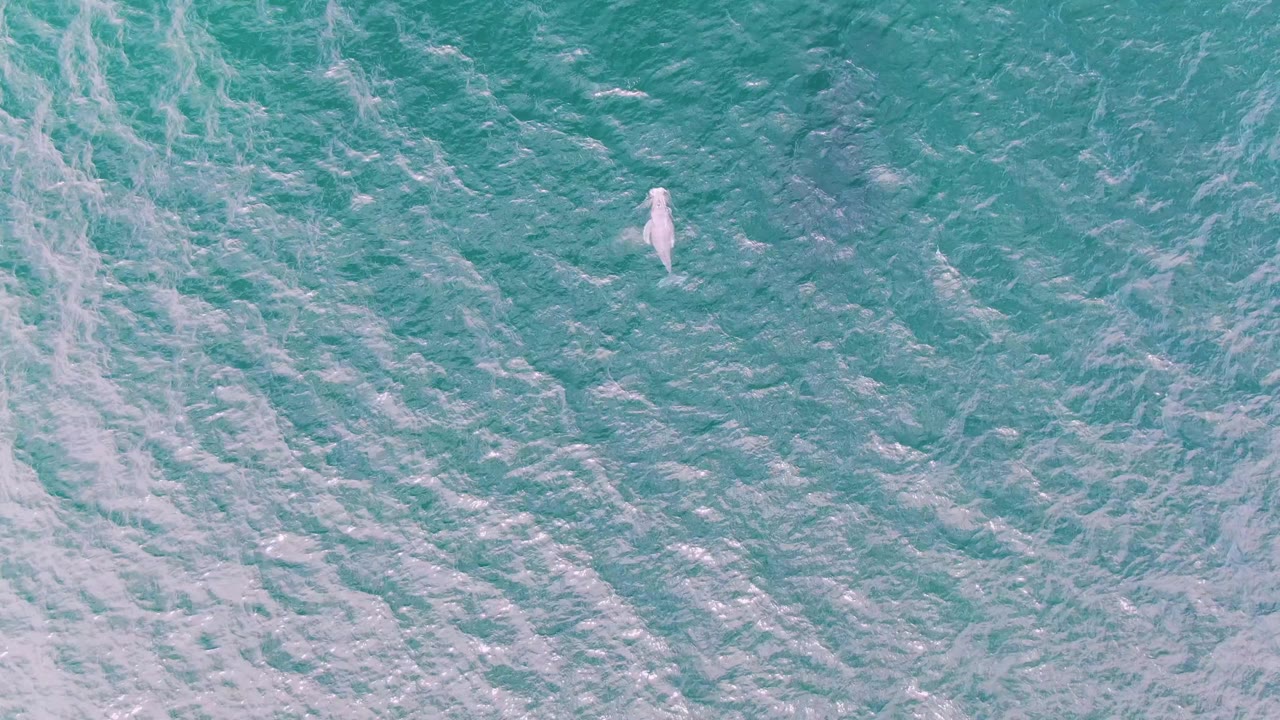 Small dolphin near the surface in turquoise ocean water.