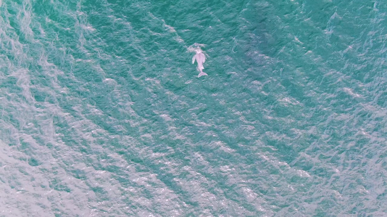 The dolphin appears closer to the center of the overhead frame in turquoise water at Shipwrecks, Baja California Sur, with thin white foam trails and no visible people.