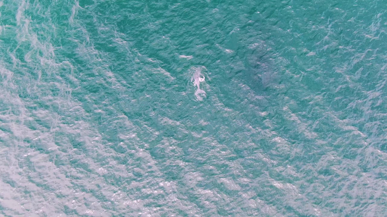 A dolphin sits near the upper right portion of the frame at Shipwrecks, Baja California Sur, surrounded by teal water, pale foam bands, and no visible people.