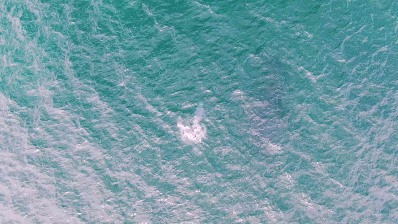 A white splash appears in the lower left area of turquoise ocean water at Shipwrecks, Baja California Sur, with the dolphin less distinct and no visible people.