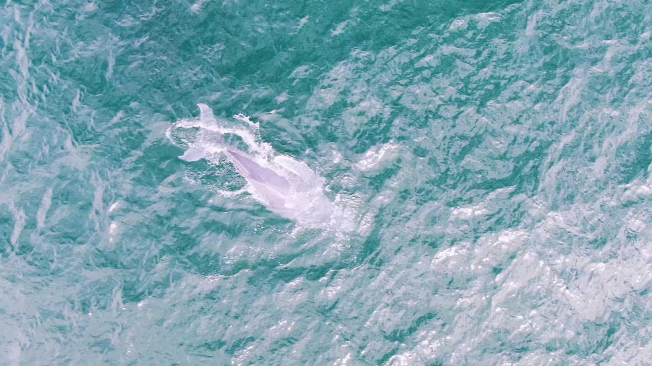 Overhead frame at Shipwrecks, Baja California Sur, showing a pale whale form just below and at the surface of turquoise water with foamy white streaks and no visible people.
