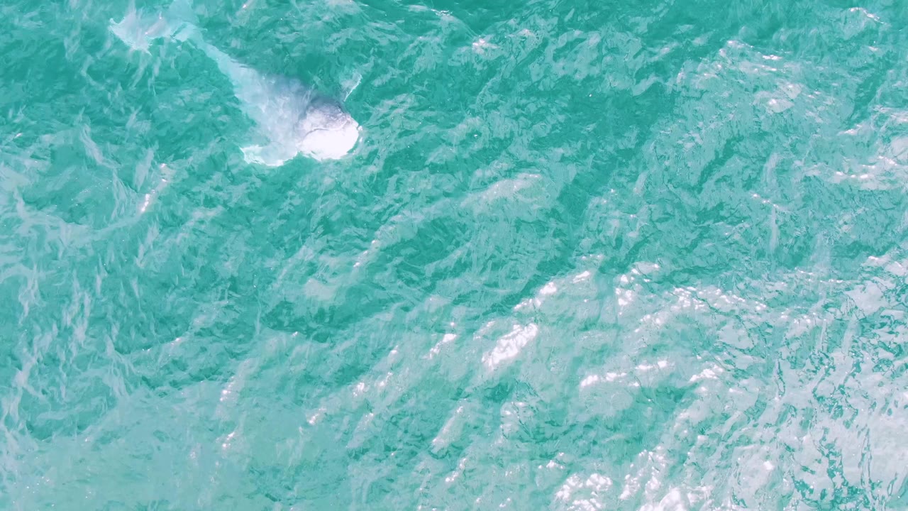 Small white splash on turquoise water from a surfacing marine animal.