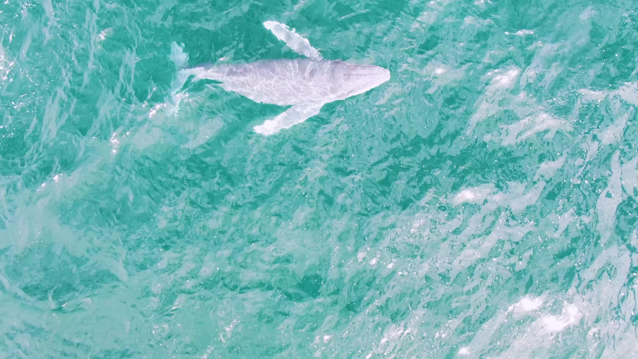 Overhead view of a whale near the surface in turquoise water at Shipwrecks, Baja California Sur, with faint white wake and no visible people.