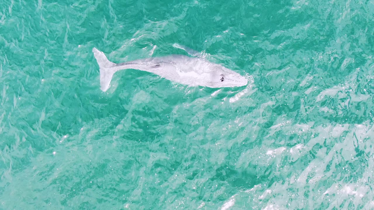 The whale appears farther right in the overhead frame, surrounded by textured turquoise water at Shipwrecks, Baja California Sur, with no visible people.