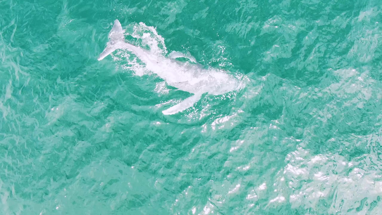 A whale surfaces near the upper left of a turquoise ocean frame at Shipwrecks, Baja California Sur, Mexico, with white foam around its body and no visible people.