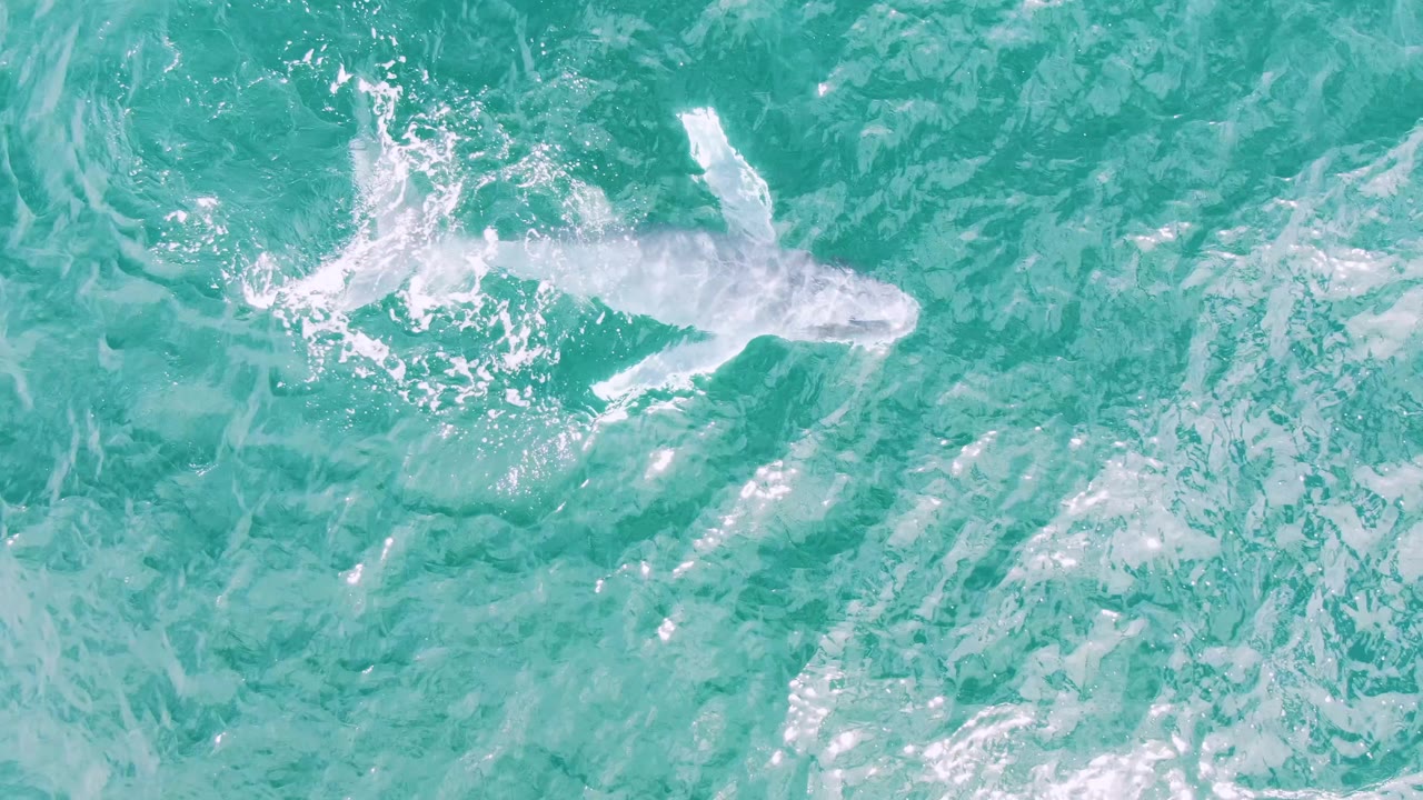 A whale appears near the upper right of the ocean frame at Shipwrecks, Baja California Sur, Mexico, leaving white foam and rippled water behind it with no visible people.