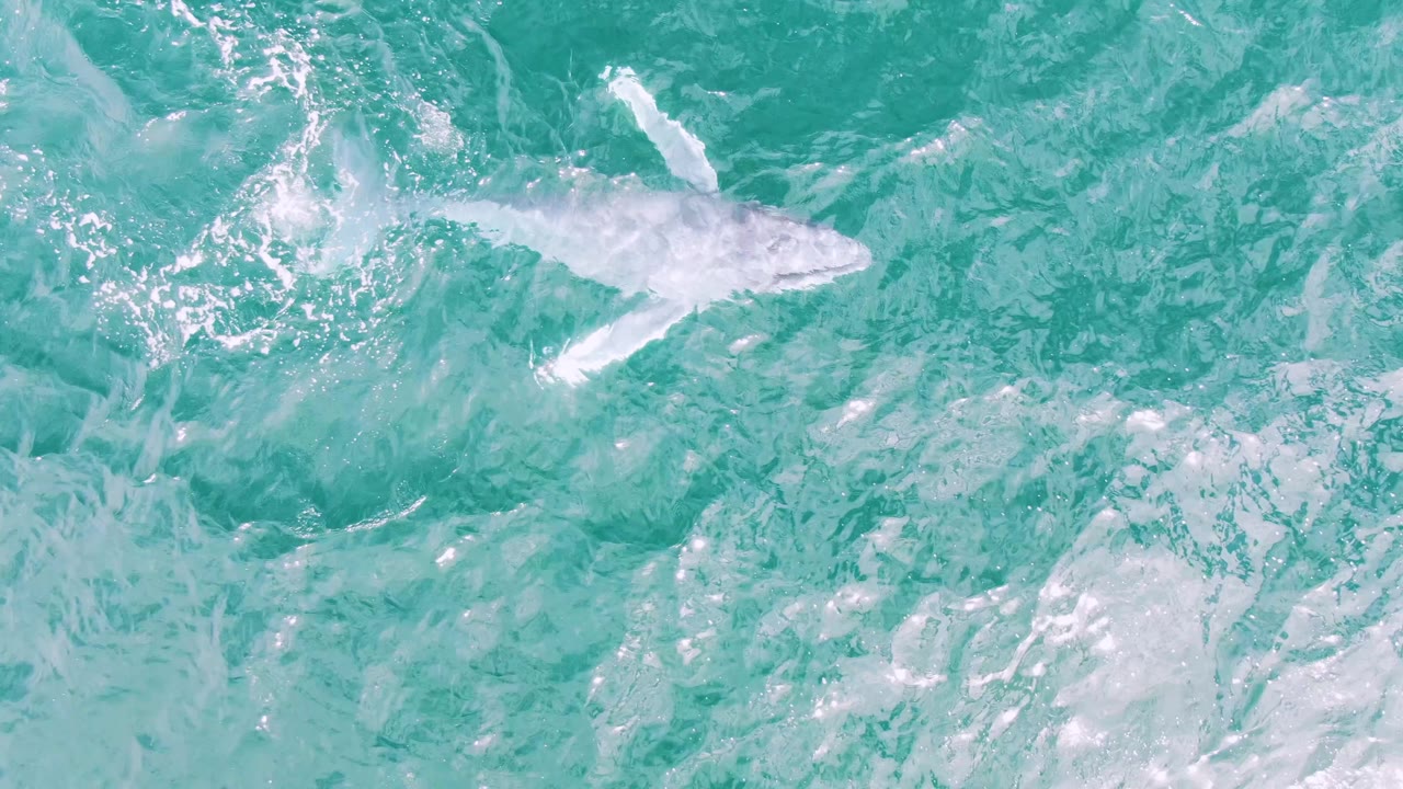 Whale seen from above in turquoise water with splash trailing behind.