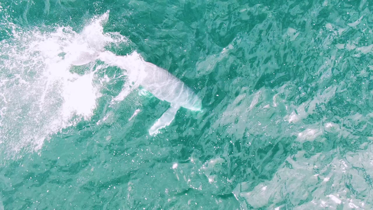 Overhead frame from Shipwrecks, Baja California Sur showing a shark shape near white surface splash in turquoise ocean water, with no visible people.