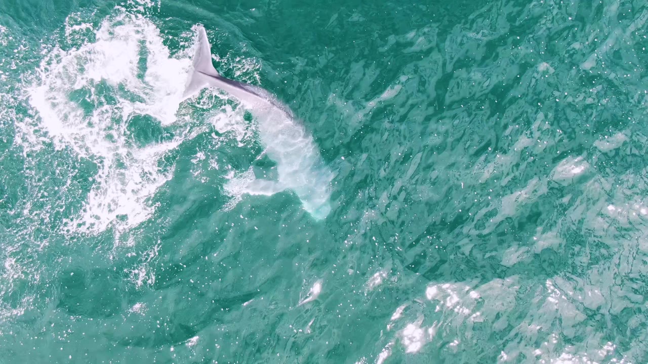 Overhead Shipwrecks, Baja California Sur frame with the shark body visible under bright foam and clear blue-green surface texture, with no visible people.