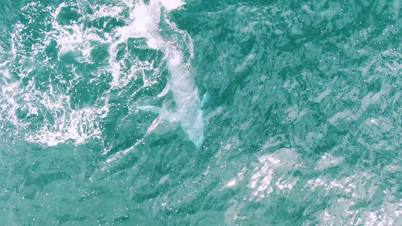 Overhead frame from Shipwrecks, Baja California Sur with a foamy swirl beside the shark form in rippled turquoise water, with no visible people.