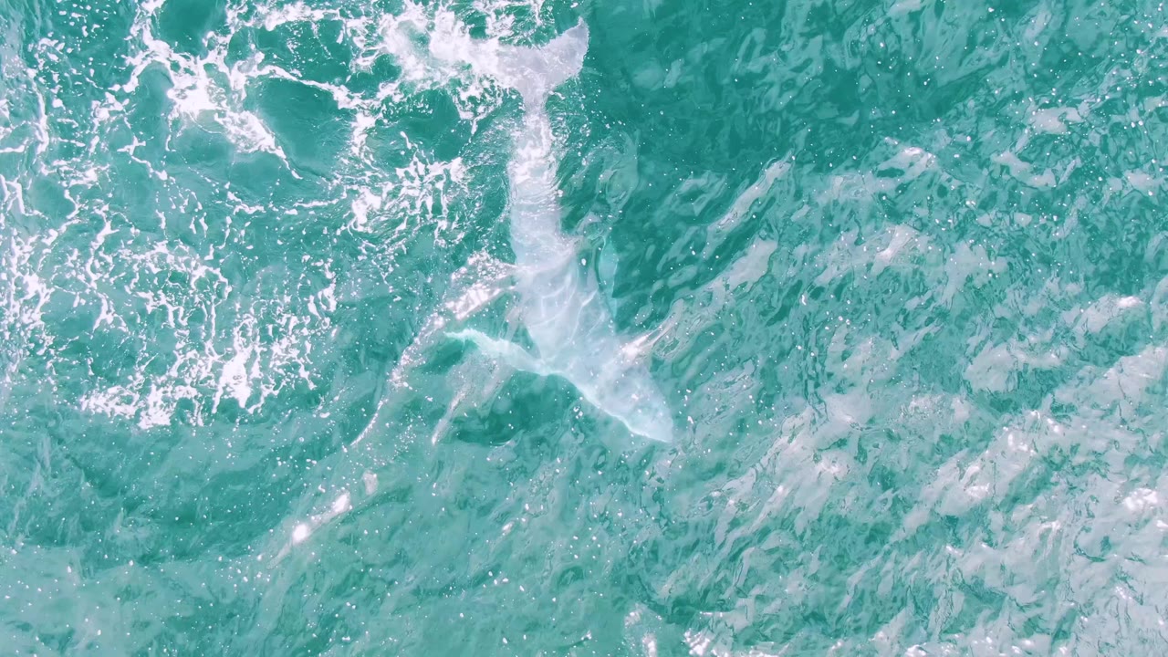 Overhead Shipwrecks, Baja California Sur frame showing the shark silhouette beside a rounded patch of white foam in clear turquoise water, with no visible people.