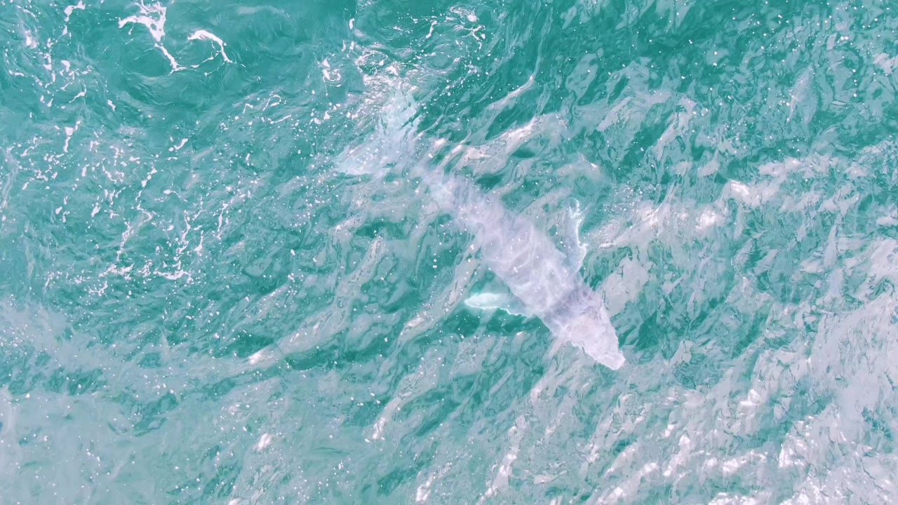 Overhead view of a white whale or dolphin-like animal partly visible beneath rippled turquoise water at Shipwrecks, Baja California Sur, with no visible people.