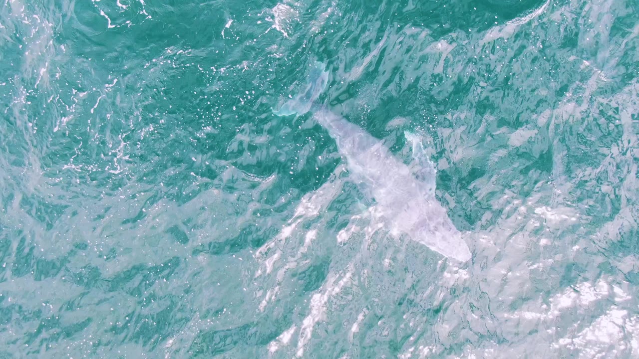 A white whale-like marine animal appears farther through textured blue-green water at Shipwrecks, Baja California Sur, surrounded by light foam patterns and no visible people.