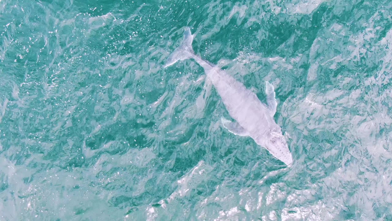 The pale animal is angled diagonally through foamy turquoise ocean water at Shipwrecks, Baja California Sur, with its body shape visible below the surface and no visible people.