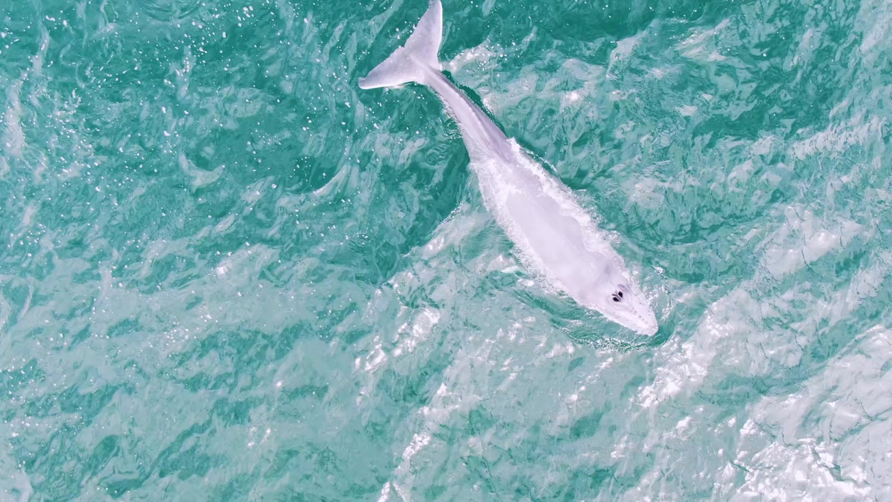 A white marine animal is seen from above with its tail end more distinct in clear turquoise water at Shipwrecks, Baja California Sur, and no visible people.