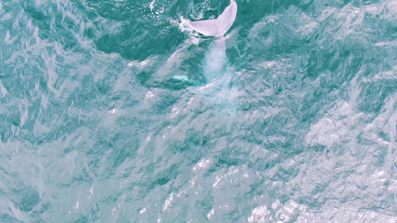 A pale whale fluke rises near the upper right of the frame over turquoise ocean water at Shipwrecks, East Cape, Baja California Sur, with no visible people.