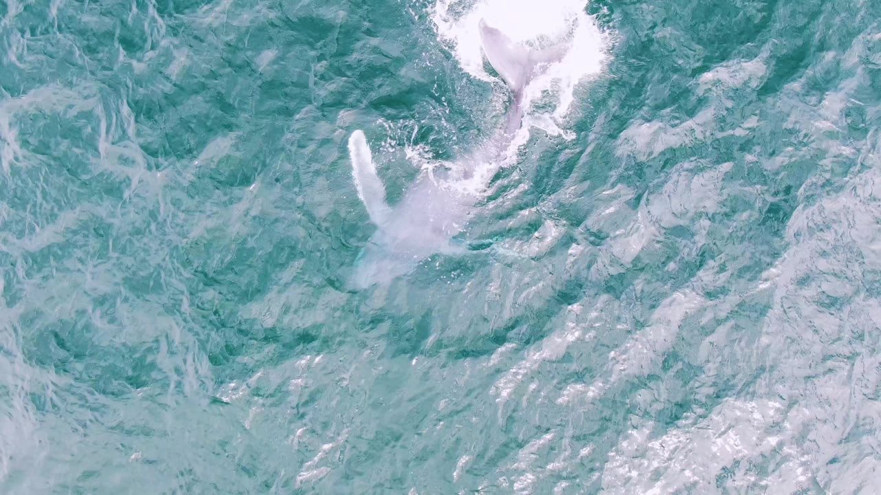 Overhead ocean frame from Shipwrecks, Baja California Sur, showing a pale splash shape in blue-green water with no boats, shoreline, or visible people.