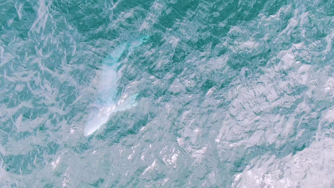 Overhead ocean view at Shipwrecks, Baja California Sur, Mexico, with the whale's pale body more visible through turquoise water and no visible people.