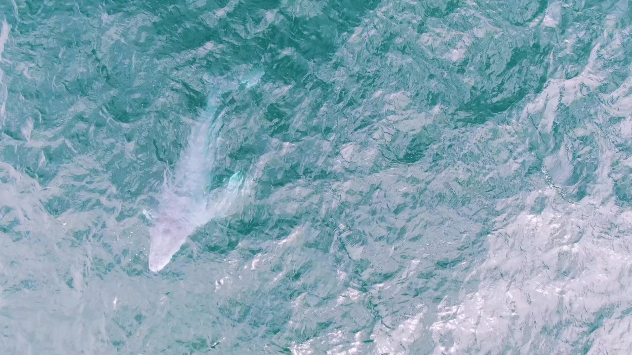 Pale whale body near ocean surface