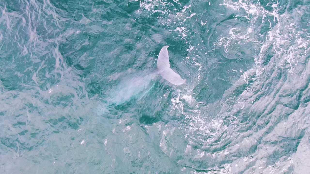 A pale whale tail breaks the turquoise ocean surface at Shipwrecks, Baja California Sur, Mexico, with foamy water texture around it and no visible people.