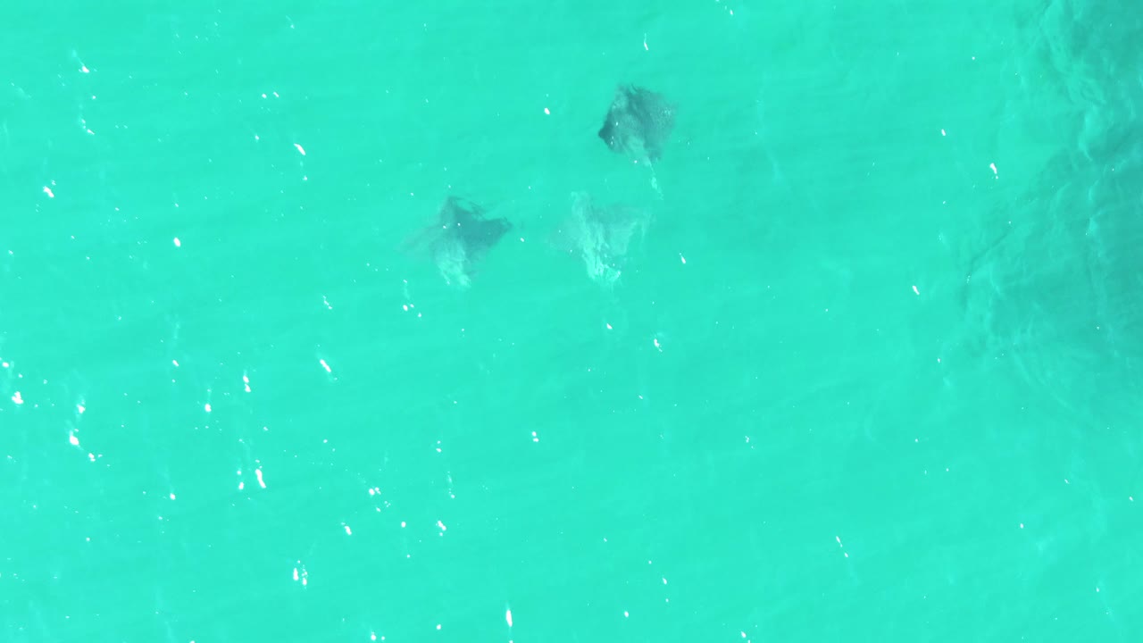 Stingrays under rippled turquoise water