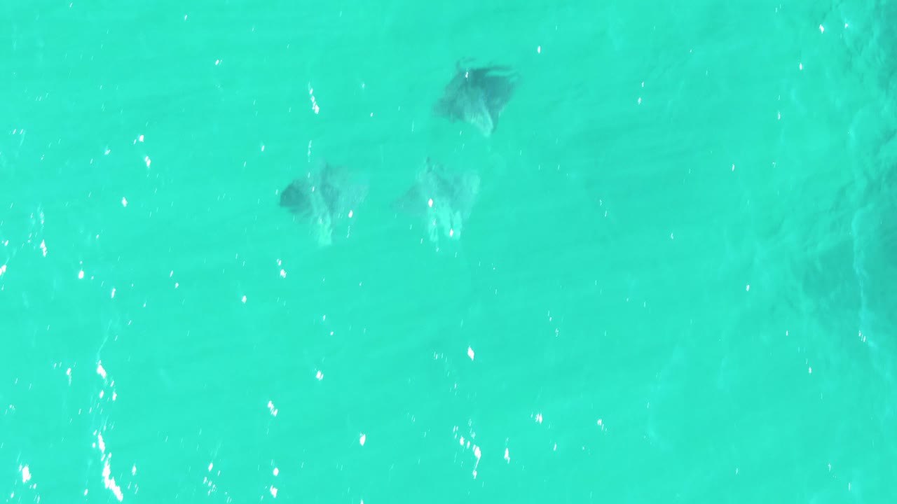 Dark stingrays appear below the bright rippled surface of shallow turquoise water at Buzzards Beach, with no shore or people visible.