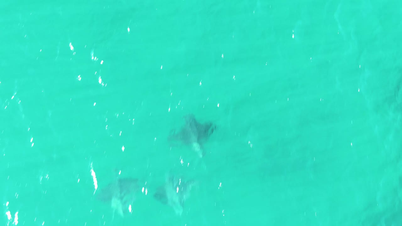 Multiple stingrays are spaced across clear turquoise ocean water in Baja California Sur, with small white highlights on the moving surface and no visible people.