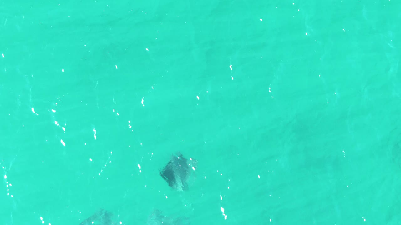 Stingrays remain visible through shallow aquamarine water at Buzzards Beach, with the frame filled entirely by water and no visible people or structures.
