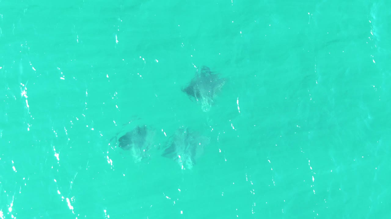Overhead view of stingrays beneath turquoise shallow water at Buzzards Beach, Baja California Sur, with sun ripples on the surface and no visible people.