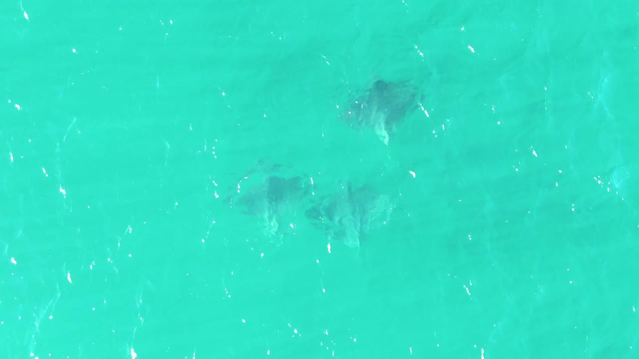 Several dark stingray silhouettes move under clear turquoise water at Buzzards Beach, Baja California Sur, with bright surface highlights and no visible people.
