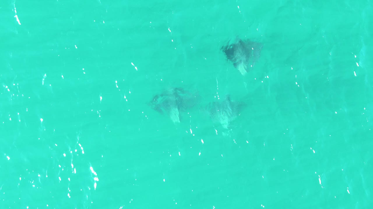 A loose group of stingrays is visible below sunlit turquoise ocean water at Buzzards Beach, Baja California Sur, with no shoreline and no visible people.