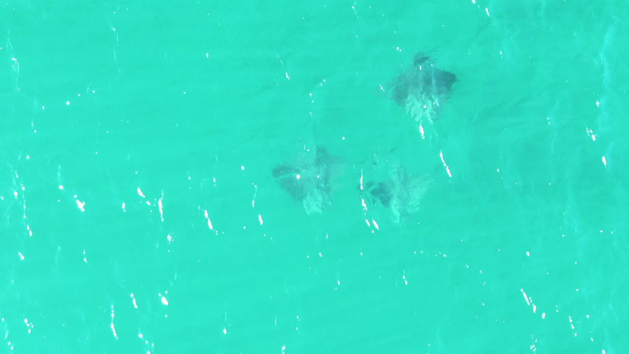Stingrays gliding below rippled shallow water