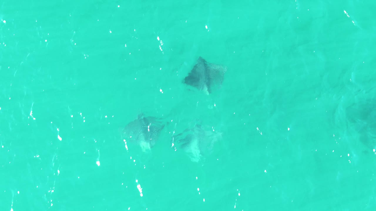 Overhead frame at Buzzards Beach, Baja California Sur, Mexico showing several stingrays beneath shallow turquoise water with ripples, sunlight flecks, and no visible people.