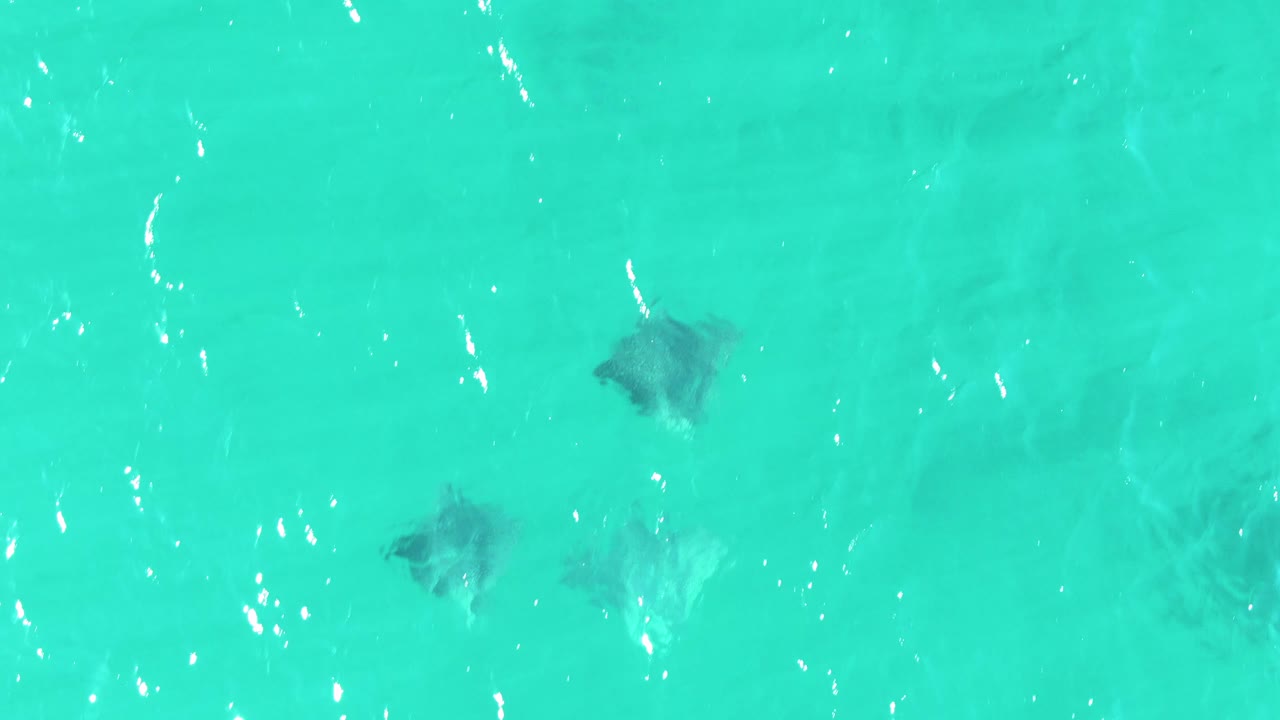 Second overhead frame from Buzzards Beach showing stingrays more centered in clear turquoise water, with small ripples and no visible people.