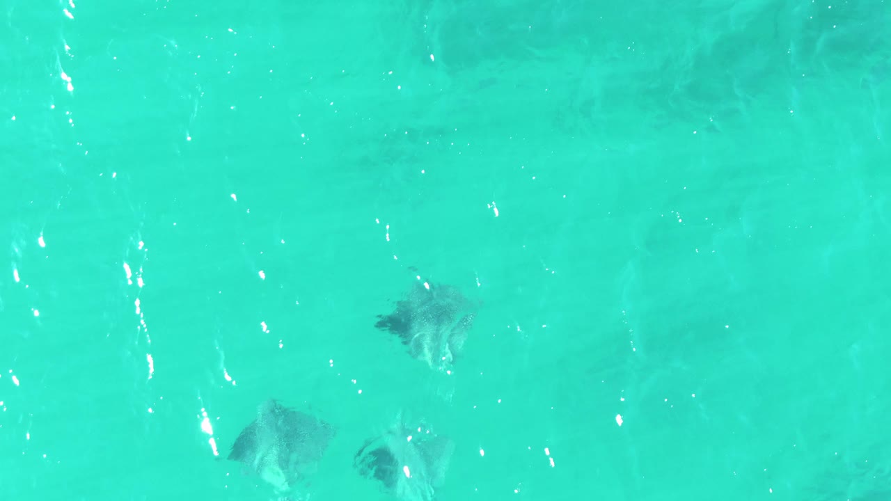Mid-clip overhead frame at Buzzards Beach showing stingrays beneath a smooth turquoise surface, faint seabed texture, scattered light reflections, and no visible people.
